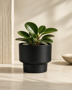 Black minimalist mini round planter with a modern indoor plant