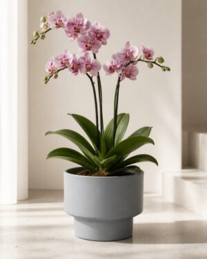 Minimalist Mini Classic Round Planter – Blue Gray