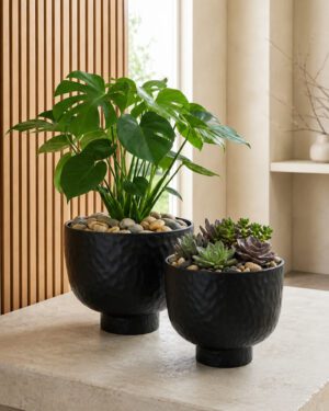 Black raised bowl planters styled with Monstera and succulents